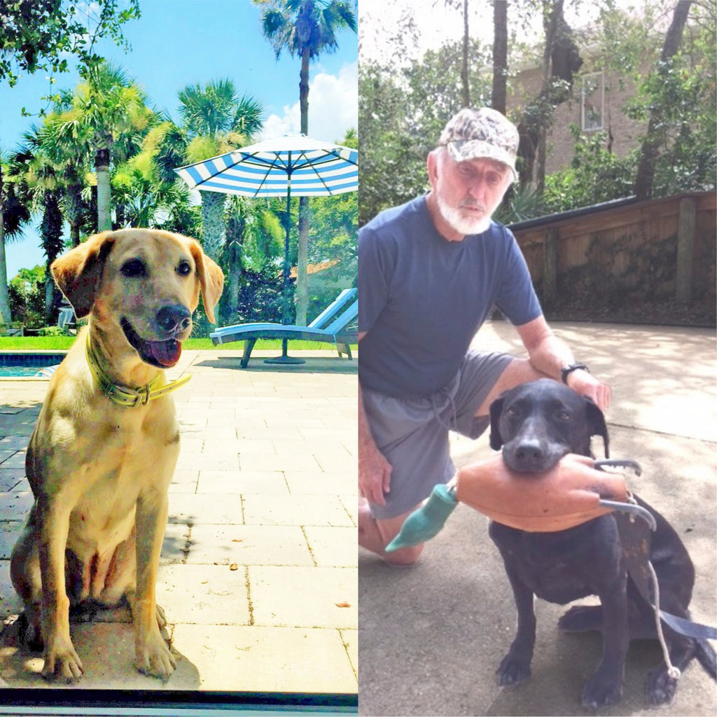 Hunter retriever demonstrations at Member Day